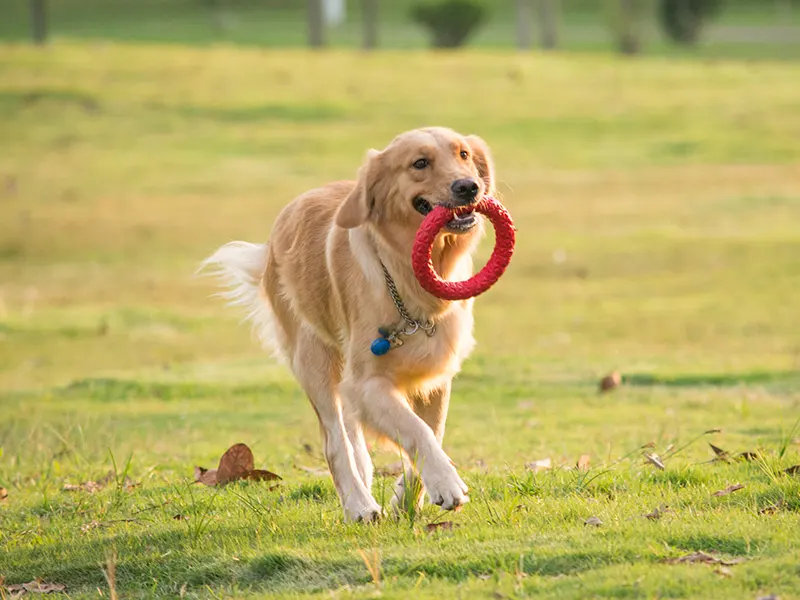 Quali sono i migliori giocattoli da masticare per cani?