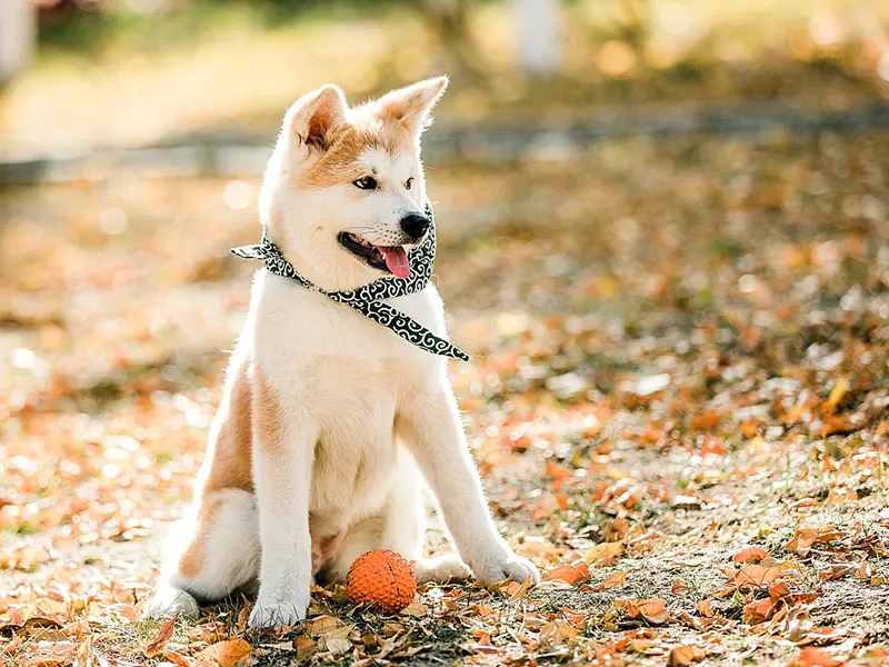 Quali giocattoli sono adatti ai cuccioli?