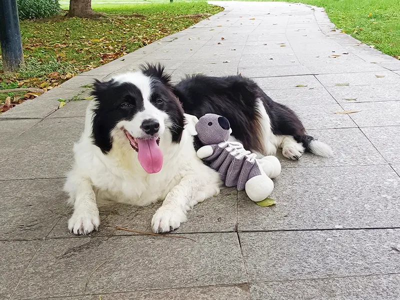 Perché i cani amano gli animali di peluche?