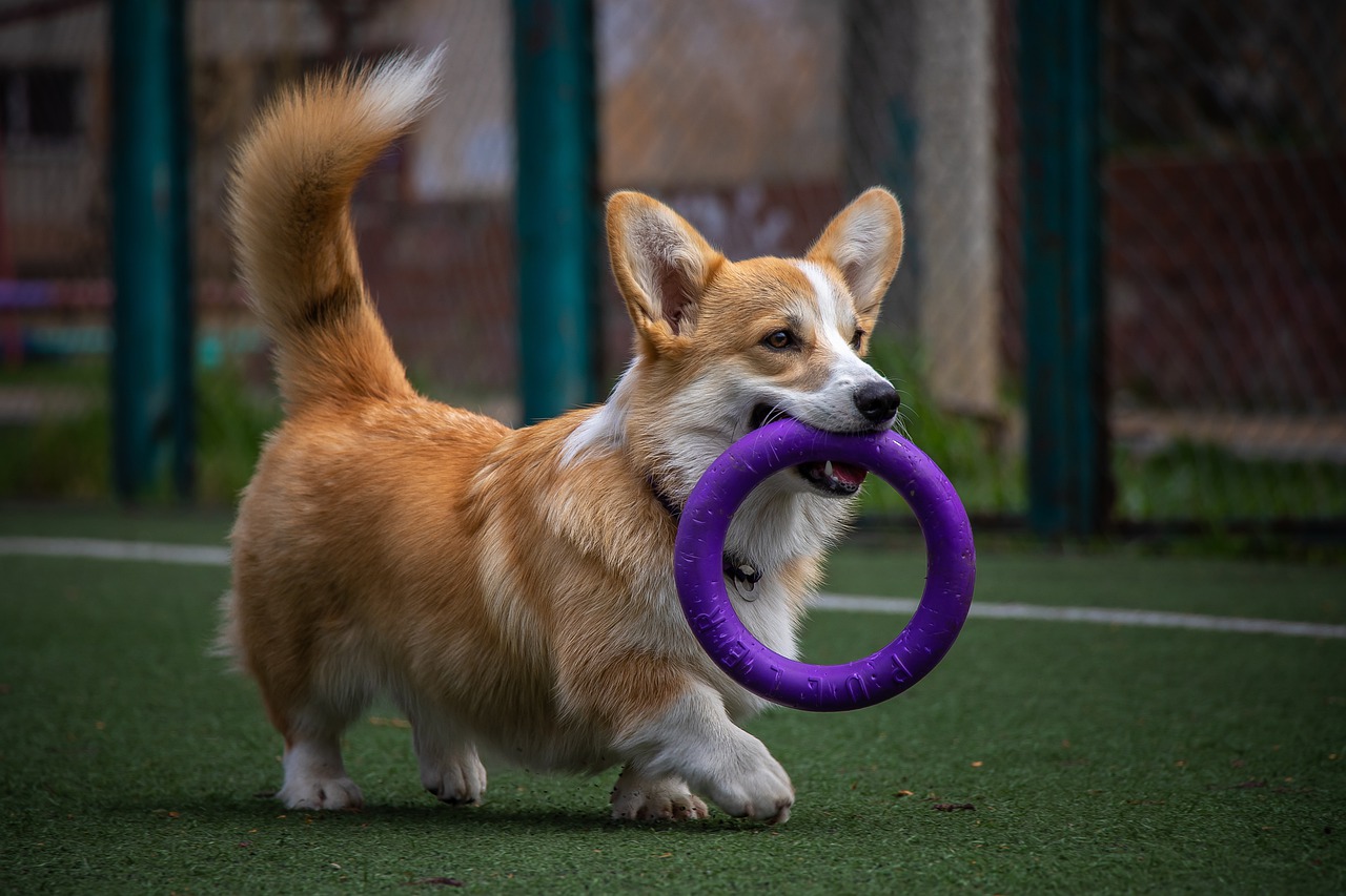 Felici giocattoli per cani! Buona vita sana!