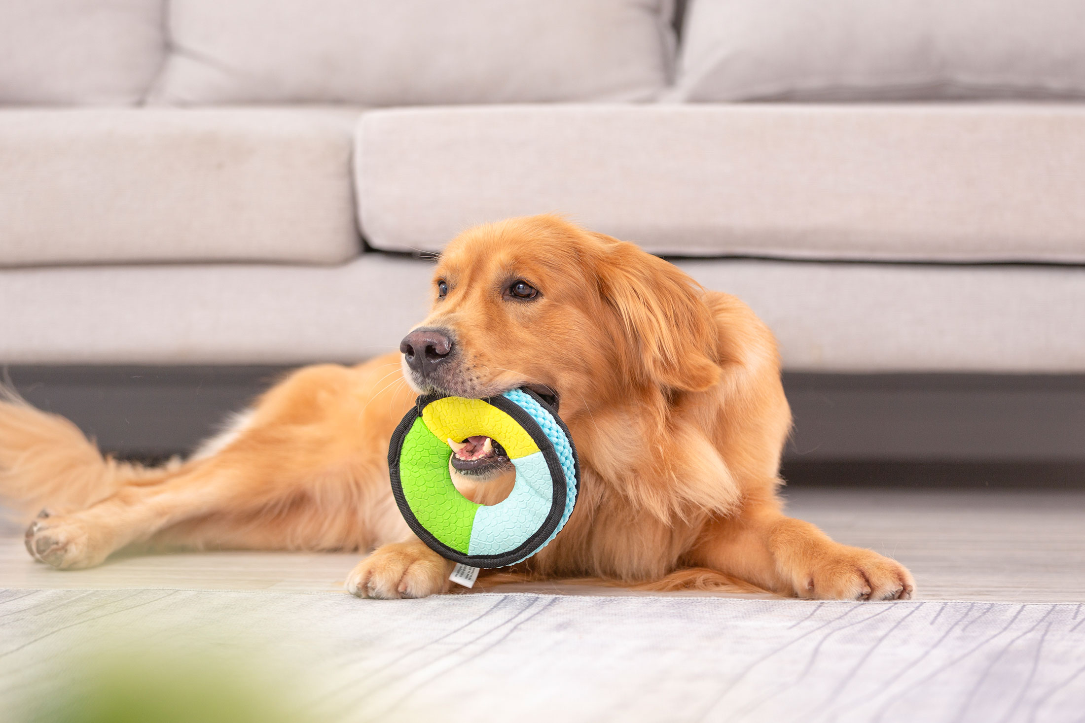 Come scegliere i giocattoli per un animale domestico più felice ed eccitato?