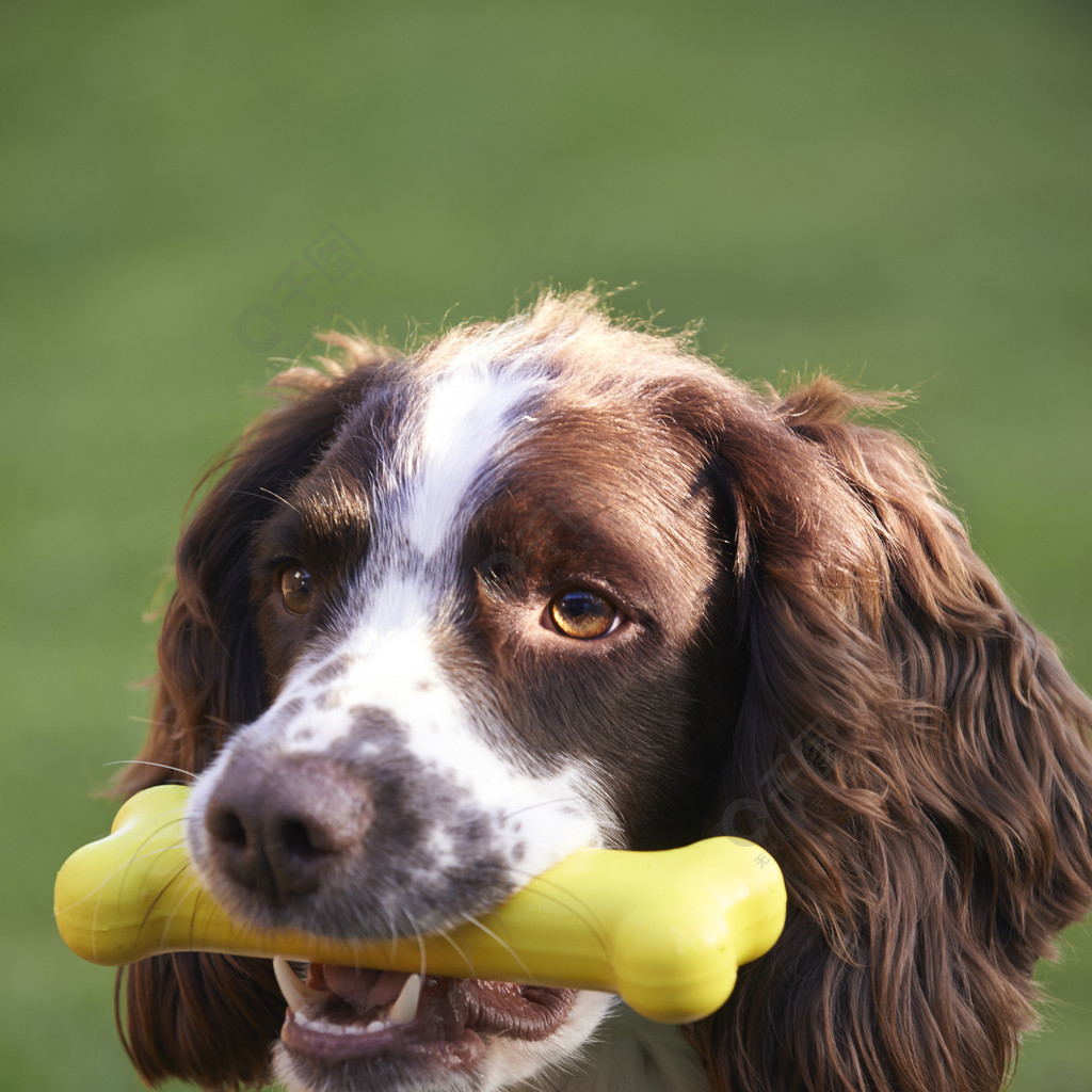 Un buon compagno per giocare all'aperto con il tuo cane.