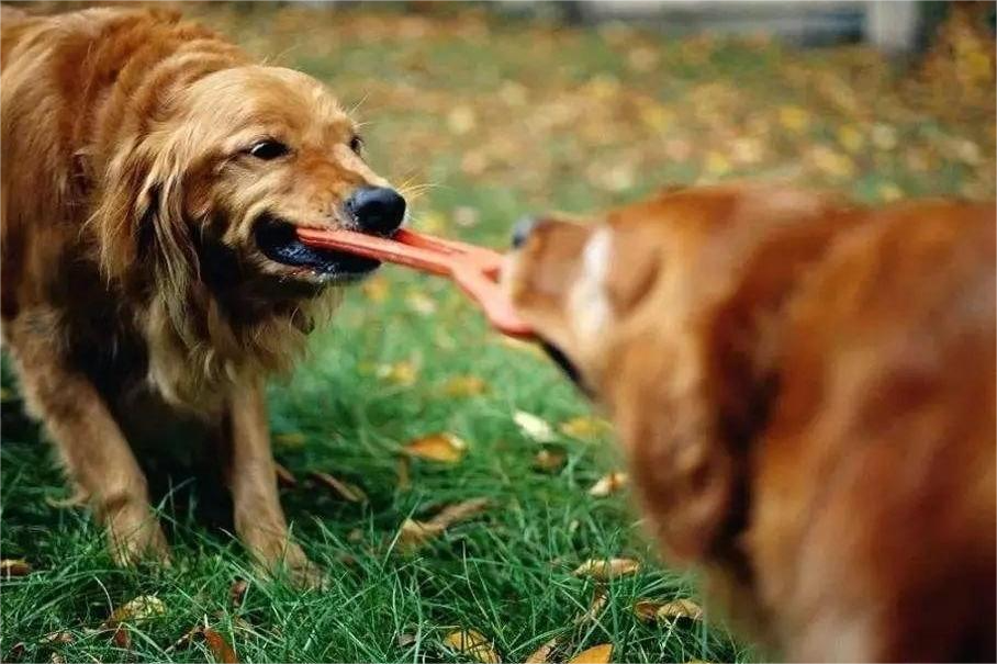 Gestire e prevenire l'aggressività dei giocattoli per cani tra i cani