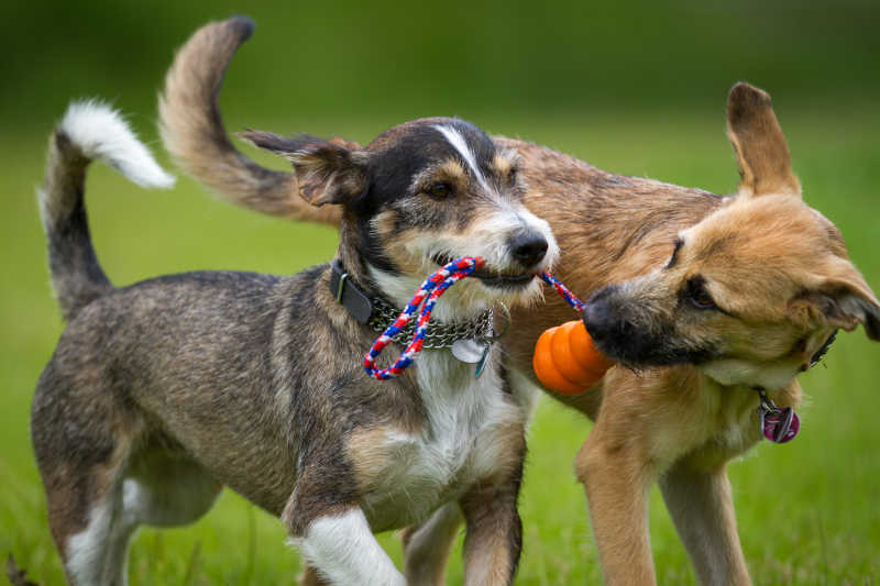 Connessione dell'anima tra giocattoli per animali domestici e animali domestici