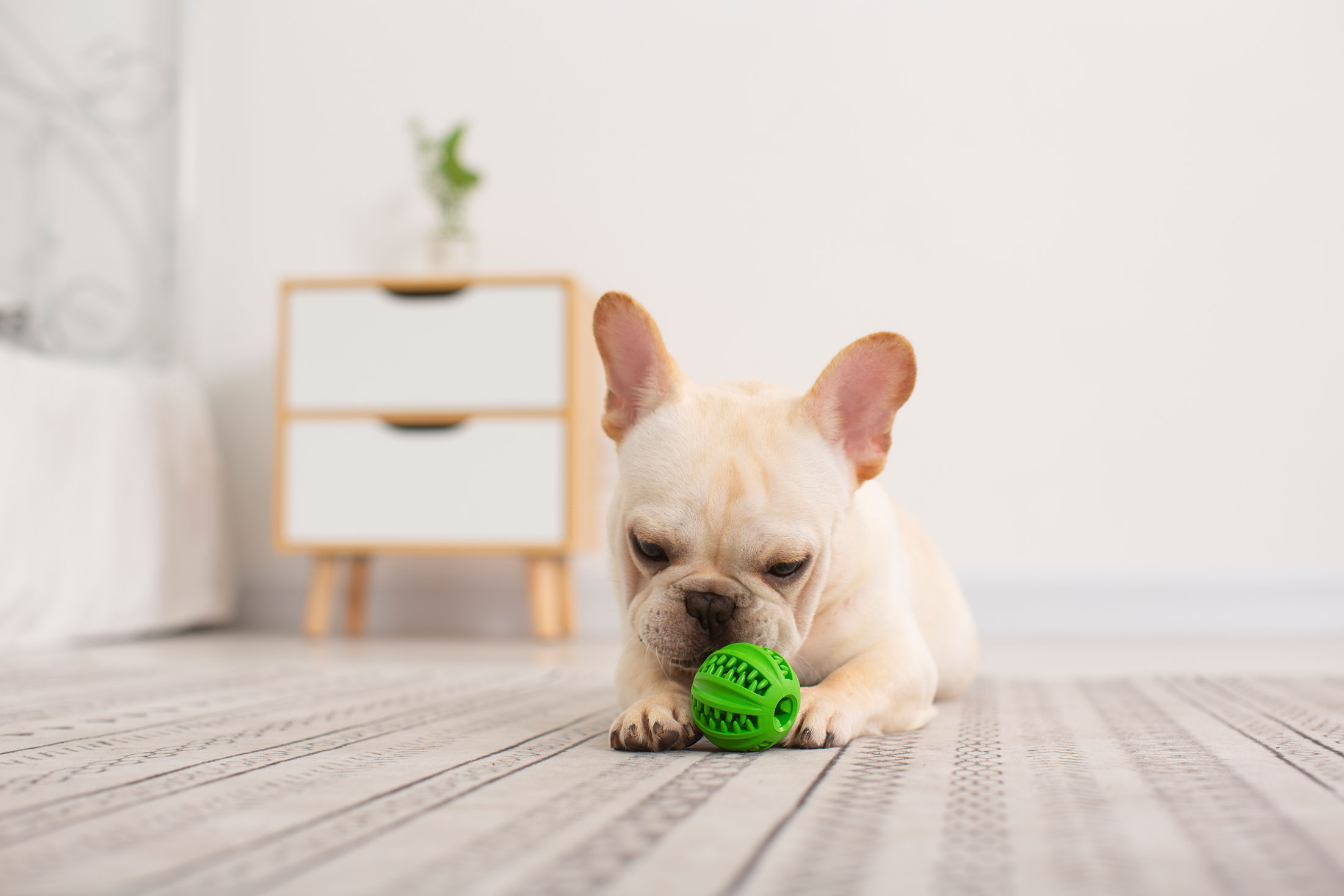 Crea un parco giochi di giocattoli di gomma per animali domestici