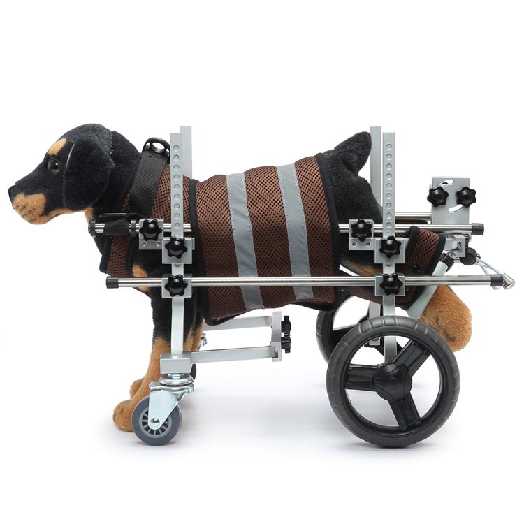 Come mantenere attivo un cane disabile tramite una sedia a rotelle per animali domestici disabili o altri mezzi?